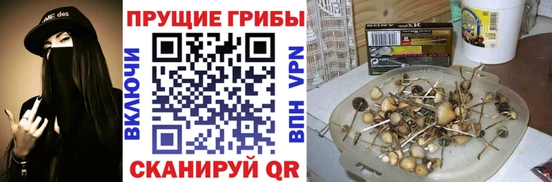 цена   Туймазы  Псилоцибиновые грибы GOLDEN TEACHER 